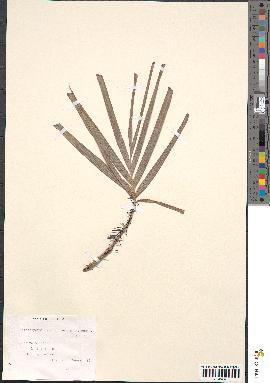 spécimen de Nephrosperma van-houtteanum