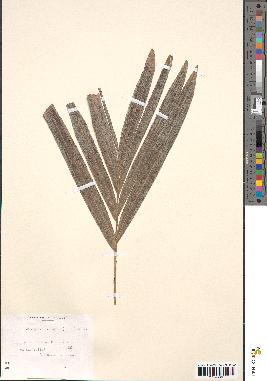 spécimen de Ptychosperma elegans