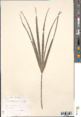spécimen de Rhapidophyllum hystrix