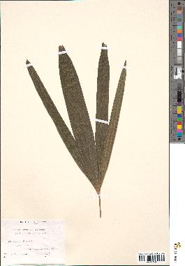 spécimen de Rhapis excelsa
