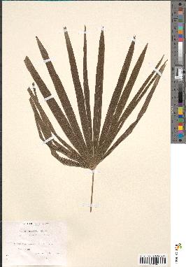 spécimen de Rhapis humilis
