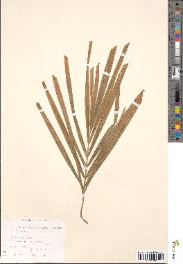spécimen de Roystonea oleracea