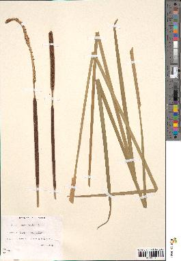 spécimen de Typha angustifolia