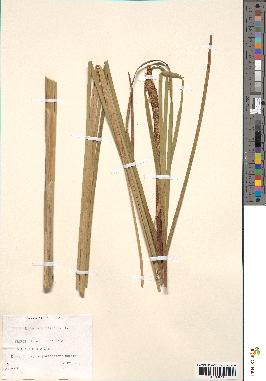 spécimen de Typha angustifolia