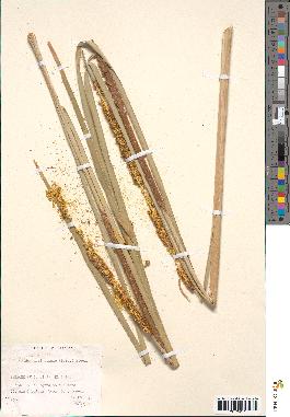 spécimen de Typha domingensis
