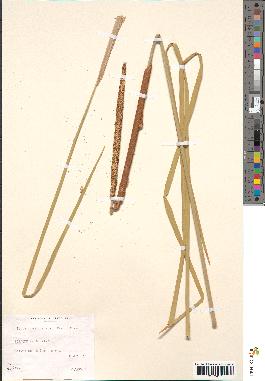 spécimen de Typha domingensis