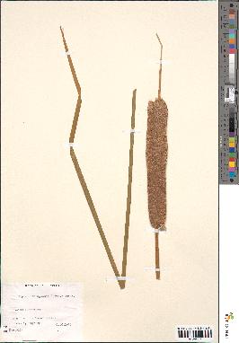 spécimen de Typha domingensis