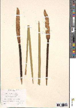 spécimen de Typha × glauca