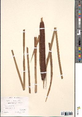 spécimen de Typha × glauca