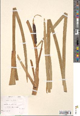 spécimen de Typha latifolia