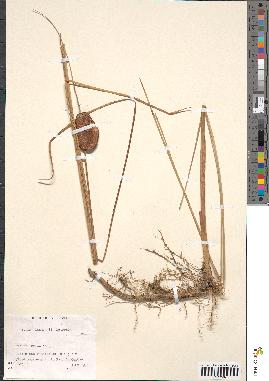 spécimen de Typha laxmannii