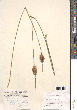spécimen de Typha minima