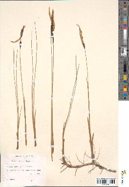 spécimen de Typha minima