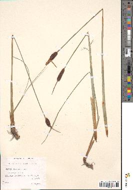 spécimen de Typha minima