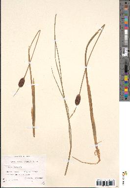 spécimen de Typha minima