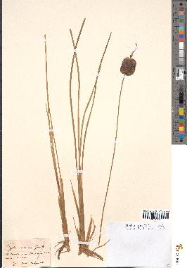 spécimen de Typha minima