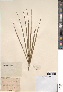 spécimen de Chamaerops humilis