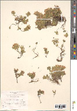 spécimen de Teucrium rotundifolium