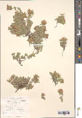 spécimen de Teucrium rotundifolium