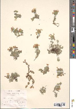 spécimen de Teucrium rotundifolium