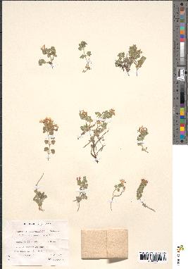 spécimen de Teucrium rotundifolium
