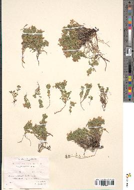 spécimen de Teucrium rotundifolium