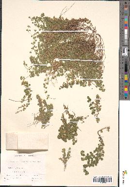 spécimen de Teucrium rotundifolium