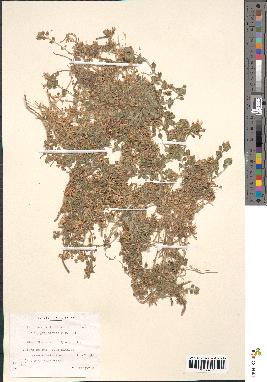 spécimen de Teucrium rotundifolium