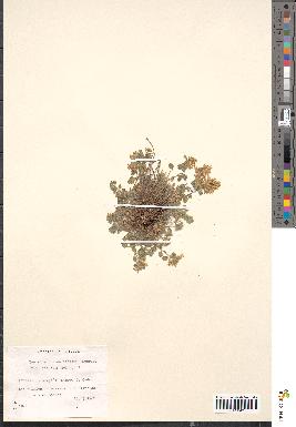 spécimen de Teucrium rotundifolium