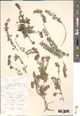 spécimen de Teucrium rotundifolium