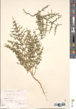 spécimen de Teucrium spinosum