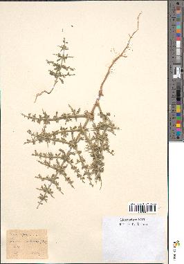 spécimen de Teucrium spinosum