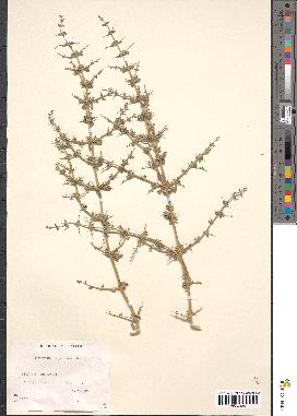 spécimen de Teucrium spinosum