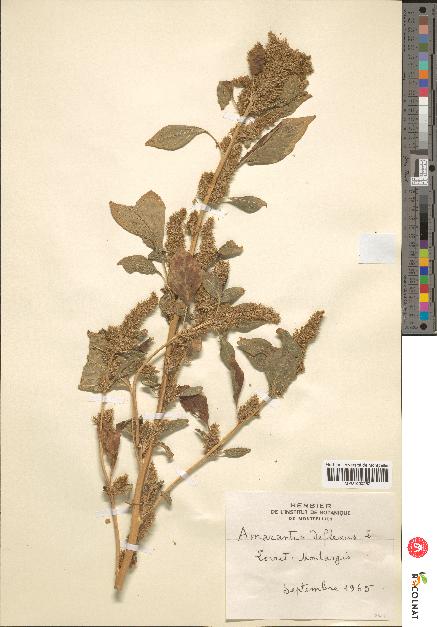 spécimen de Amaranthus deflexus