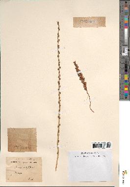 spécimen de Phoenix dactylifera