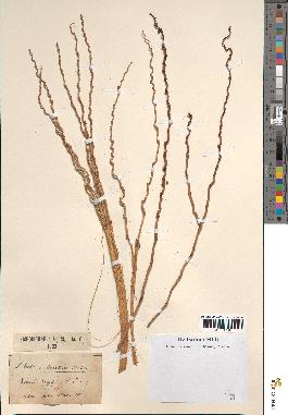 spécimen de Phoenix dactylifera