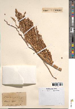 spécimen de Phoenix dactylifera