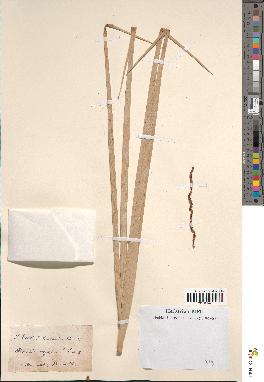 spécimen de Phoenix dactylifera