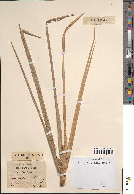 spécimen de Phoenix dactylifera
