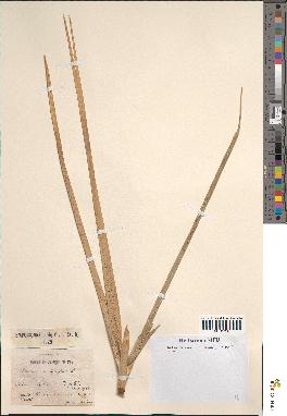 spécimen de Phoenix dactylifera
