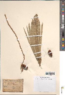spécimen de Phoenix dactylifera