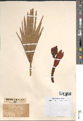 spécimen de Chamaerops humilis