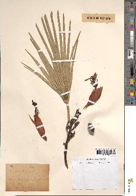 spécimen de Chamaerops humilis