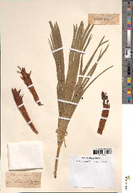 spécimen de Chamaerops humilis