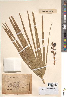 spécimen de Chamaerops humilis