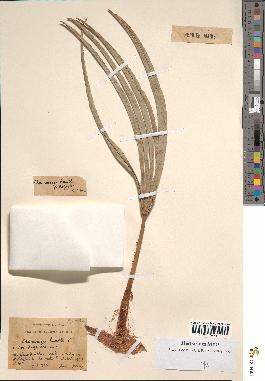 spécimen de Chamaerops humilis