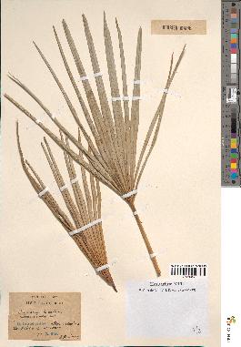 spécimen de Chamaerops humilis