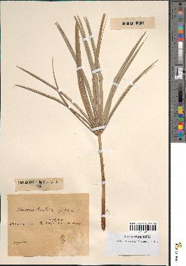 spécimen de Chamaerops humilis