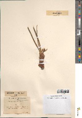spécimen de Chamaerops humilis