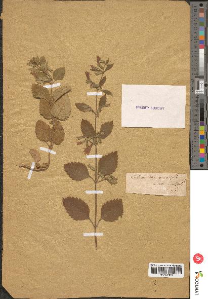 spécimen de Calamintha grandiflora
